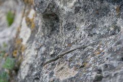 Σαύρα που σέρνεται στο βράχο wildlife Ζώα r στοκ εικόνες Σαύρα που σέρνεται στο βράχο wildlife Ζώα r στοκ εικόνες