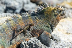 Σαύρα σε ένα Iguana Galapagos στοκ φωτογραφία με δικαίωμα ελεύθερης χρήσης Σαύρα σε ένα Iguana Galapagos στοκ φωτογραφία με δικαίωμα ελεύθερης χρήσης