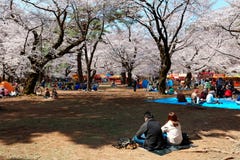 Σε Sakura Hanami, μια δημοφιλής δραστηριότητα ελεύθερου χρόνου την άνοιξη, οι άνθρωποι έχουν ένα πικ-νίκ στο χλοώδες έδαφος στοκ φωτογραφία με δικαίωμα ελεύθερης χρήσης Σε Sakura Hanami, μια δημοφιλής δραστηριότητα ελεύθερου χρόνου την άνοιξη, οι άνθρωποι έχουν ένα πικ-νίκ στο χλοώδες έδαφος στοκ φωτογραφία με δικαίωμα ελεύθερης χρήσης