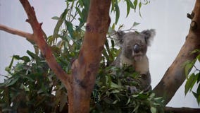 Σε αργή κίνηση του χαριτωμένου koala που τρώει τον ευκάλυπτο βγάζει φύλλα τις δασώδεις περιοχές στο ζωολογικό κήπο φιλμ μικρού μήκους Σε αργή κίνηση του χαριτωμένου koala που τρώει τον ευκάλυπτο βγάζει φύλλα τις δασώδεις περιοχές στο ζωολογικό κήπο φιλμ μικρού μήκους