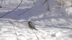 Σημαντικές μύγες Tit Parus πουλιών μεγάλες επάνω και κάθονται σε μια ξηρά λεπίδα της χλόης, σε αργή κίνηση φιλμ μικρού μήκους Σημαντικές μύγες Tit Parus πουλιών μεγάλες επάνω και κάθονται σε μια ξηρά λεπίδα της χλόης, σε αργή κίνηση φιλμ μικρού μήκους