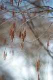 Σημύδα catkins την πρώιμη άνοιξη στοκ φωτογραφία με δικαίωμα ελεύθερης χρήσης Σημύδα catkins την πρώιμη άνοιξη στοκ φωτογραφία με δικαίωμα ελεύθερης χρήσης