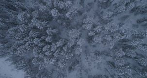 Σιβηρικό χειμερινό δάσος στη Ρωσία, taiga 2 Σιβηρικό χειμερινό δάσος στη Ρωσία, taiga 2