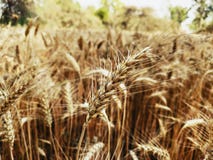 Σιτάρι ενός σίτου στον τομέα αγροτών στοκ φωτογραφία Σιτάρι ενός σίτου στον τομέα αγροτών στοκ φωτογραφία