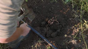 Σκάψιμο της Farmer επάνω με ένα showel και γλυκές πατάτες συγκομιδής στον τομέα απόθεμα βίντεο Σκάψιμο της Farmer επάνω με ένα showel και γλυκές πατάτες συγκομιδής στον τομέα απόθεμα βίντεο