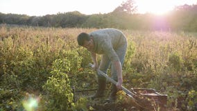 Σκάψιμο της Farmer επάνω με ένα showel και γλυκές πατάτες συγκομιδής στον τομέα φιλμ μικρού μήκους Σκάψιμο της Farmer επάνω με ένα showel και γλυκές πατάτες συγκομιδής στον τομέα φιλμ μικρού μήκους