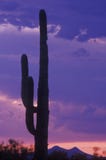 Σκιαγραφία ηλιοβασιλέματος του κάκτου Saguaro, εθνικό μνημείο Saguaro, έρημος Sonora Στοκ Εικόνα Σκιαγραφία ηλιοβασιλέματος του κάκτου Saguaro, εθνικό μνημείο Saguaro, έρημος Sonora Στοκ Εικόνα