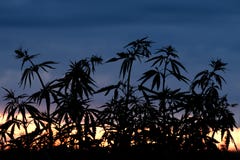 Σκιαγραφία των θάμνων καννάβεων στα πλαίσια του ηλιοβασιλέματος ή της αυγής Άγριες εγκαταστάσεις της οικογένειας κάνναβης στοκ φωτογραφίες με δικαίωμα ελεύθερης χρήσης Σκιαγραφία των θάμνων καννάβεων στα πλαίσια του ηλιοβασιλέματος ή της αυγής Άγριες εγκαταστάσεις της οικογένειας κάνναβης στοκ φωτογραφίες με δικαίωμα ελεύθερης χρήσης