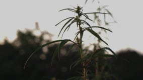 Σκιαγραφία των κορυφών των κλάδων της άγριας κάνναβης σε ένα υπόβαθρο του ηλιοβασιλέματος Καλλιέργεια των καννάβεων Νομιμοποίηση απόθεμα βίντεο Σκιαγραφία των κορυφών των κλάδων της άγριας κάνναβης σε ένα υπόβαθρο του ηλιοβασιλέματος Καλλιέργεια των καννάβεων Νομιμοποίηση απόθεμα βίντεο