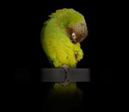 Σκοτεινό διευθυνμένο Conure στοκ φωτογραφία με δικαίωμα ελεύθερης χρήσης Σκοτεινό διευθυνμένο Conure στοκ φωτογραφία με δικαίωμα ελεύθερης χρήσης