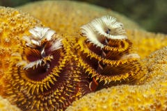 σκουλήκια δέντρων spirobranchus giganteus Χρ στοκ φωτογραφία σκουλήκια δέντρων spirobranchus giganteus Χρ στοκ φωτογραφία