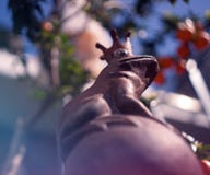 Σκουριασμένος βασιλιάς βατράχων στοκ φωτογραφία με δικαίωμα ελεύθερης χρήσης Σκουριασμένος βασιλιάς βατράχων στοκ φωτογραφία με δικαίωμα ελεύθερης χρήσης