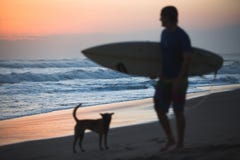 Σκυλί και Surfer στοκ εικόνες Σκυλί και Surfer στοκ εικόνες