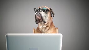 Σκυλί μπόξερ που εργάζεται στο lap-top και που βγάζει eyeglasses Σκυλί μπόξερ που εργάζεται στο lap-top και που βγάζει eyeglasses