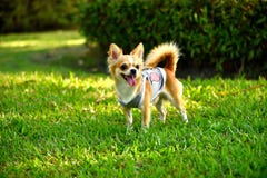 Σκυλί Chihuahua Στοκ φωτογραφία με δικαίωμα ελεύθερης χρήσης Σκυλί Chihuahua Στοκ φωτογραφία με δικαίωμα ελεύθερης χρήσης