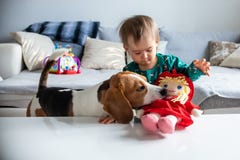 Σκυλί με ένα χαριτωμένο καυκάσιο κοριτσάκι Το σκυλί λαγωνικών παίρνει και δαγκώνει την κούκλα από το χαριτωμένο κοριτσάκι στο καθ στοκ εικόνες με δικαίωμα ελεύθερης χρήσης Σκυλί με ένα χαριτωμένο καυκάσιο κοριτσάκι Το σκυλί λαγωνικών παίρνει και δαγκώνει την κούκλα από το χαριτωμένο κοριτσάκι στο καθ στοκ εικόνες με δικαίωμα ελεύθερης χρήσης