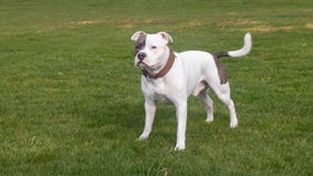 Σκυλί τεριέ Staffordshire Bull που περπατά στο πάρκο στοκ φωτογραφία με δικαίωμα ελεύθερης χρήσης Σκυλί τεριέ Staffordshire Bull που περπατά στο πάρκο στοκ φωτογραφία με δικαίωμα ελεύθερης χρήσης