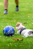 Σκυλί τεριέ του Jack Russell στο πάρκο που ανατρέχει έτοιμο να παίξει με τον ιδιοκτήτη στοκ εικόνες Σκυλί τεριέ του Jack Russell στο πάρκο που ανατρέχει έτοιμο να παίξει με τον ιδιοκτήτη στοκ εικόνες