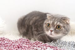 Σκωτσέζικη φυλή γατών πτυχών με τις γιρλάντες Χριστουγέννων σε μια χνουδωτή κουβέρτα στοκ φωτογραφίες με δικαίωμα ελεύθερης χρήσης Σκωτσέζικη φυλή γατών πτυχών με τις γιρλάντες Χριστουγέννων σε μια χνουδωτή κουβέρτα στοκ φωτογραφίες με δικαίωμα ελεύθερης χρήσης