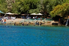 Σκόπελος δελφινιών στη Ερυθρά Θάλασσα στοκ φωτογραφίες με δικαίωμα ελεύθερης χρήσης Σκόπελος δελφινιών στη Ερυθρά Θάλασσα στοκ φωτογραφίες με δικαίωμα ελεύθερης χρήσης