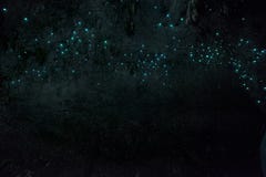 Σπηλιές Glowworm Waitomo, Waikato, Νέα Ζηλανδία στοκ εικόνες Σπηλιές Glowworm Waitomo, Waikato, Νέα Ζηλανδία στοκ εικόνες