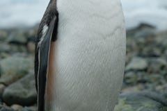 Στάσεις της Ανταρκτικής Gentoo penguin στη δύσκολη παραλία με τις πτώσεις νε στοκ εικόνα Στάσεις της Ανταρκτικής Gentoo penguin στη δύσκολη παραλία με τις πτώσεις νε στοκ εικόνα