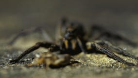 Στενή προοπτική του σίτισης της αράχνης στη συγκράτηση φιλμ μικρού μήκους Στενή προοπτική του σίτισης της αράχνης στη συγκράτηση φιλμ μικρού μήκους