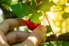 Στενό επάνω κεράσι του /Acerola Acerola - μικρά φρούτα κερασιών Acerola στο δέντρο Το κεράσι Acerola είναι υψηλή βιταμίνη C και α στοκ εικόνα με δικαίωμα ελεύθερης χρήσης Στενό επάνω κεράσι του /Acerola Acerola - μικρά φρούτα κερασιών Acerola στο δέντρο Το κεράσι Acerola είναι υψηλή βιταμίνη C και α στοκ εικόνα με δικαίωμα ελεύθερης χρήσης