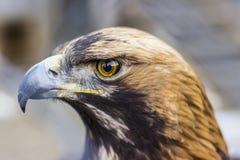 Στενό ευθύ πορτρέτο του χρυσού αετού στοκ φωτογραφίες με δικαίωμα ελεύθερης χρήσης Στενό ευθύ πορτρέτο του χρυσού αετού στοκ φωτογραφίες με δικαίωμα ελεύθερης χρήσης