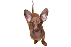 Στενός επάνω κουταβιών Dachshund pet Το χαριτωμένο σκυλί απομονώνει στοκ φωτογραφίες με δικαίωμα ελεύθερης χρήσης Στενός επάνω κουταβιών Dachshund pet Το χαριτωμένο σκυλί απομονώνει στοκ φωτογραφίες με δικαίωμα ελεύθερης χρήσης