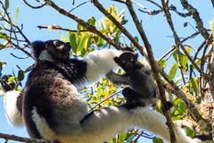 Στενός επάνω μωρών της Indri στοκ εικόνα με δικαίωμα ελεύθερης χρήσης Στενός επάνω μωρών της Indri στοκ εικόνα με δικαίωμα ελεύθερης χρήσης