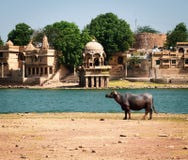 Στρατιώτης Buffalo στοκ φωτογραφία με δικαίωμα ελεύθερης χρήσης Στρατιώτης Buffalo στοκ φωτογραφία με δικαίωμα ελεύθερης χρήσης