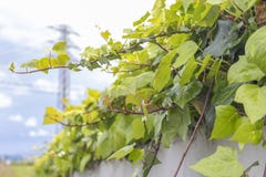 Συγκεκριμένος φράκτης με διακοσμητικές εγκαταστάσεις στην κορυφή στοκ φωτογραφία Συγκεκριμένος φράκτης με διακοσμητικές εγκαταστάσεις στην κορυφή στοκ φωτογραφία