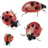 Συλλογή με ένα ladybug Απεικόνιση του εντόμου που απομονώνεται στο άσπρο υπόβαθρο Ladybug για το σχέδιο απεικόνιση αποθεμάτων Συλλογή με ένα ladybug Απεικόνιση του εντόμου που απομονώνεται στο άσπρο υπόβαθρο Ladybug για το σχέδιο απεικόνιση αποθεμάτων
