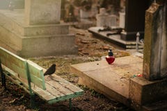 Συνεδρίαση πουλιών στον παλαιό τάφο πετρών στον τάφο στο αρχαίο νεκροταφείο στοκ φωτογραφίες με δικαίωμα ελεύθερης χρήσης Συνεδρίαση πουλιών στον παλαιό τάφο πετρών στον τάφο στο αρχαίο νεκροταφείο στοκ φωτογραφίες με δικαίωμα ελεύθερης χρήσης