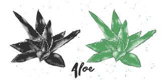 Συρμένο χέρι σκίτσο aloe Βέρα μονοχρωματικός και ζωηρόχρωμος Λεπτομερές εκλεκτής ποιότητας σχέδιο ύφους ξυλογραφιών ελεύθερη απεικόνιση δικαιώματος Συρμένο χέρι σκίτσο aloe Βέρα μονοχρωματικός και ζωηρόχρωμος Λεπτομερές εκλεκτής ποιότητας σχέδιο ύφους ξυλογραφιών ελεύθερη απεικόνιση δικαιώματος