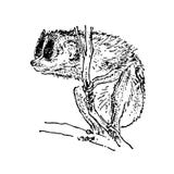 Συρμένο χέρι σκίτσο του Μαύρου koala στο άσπρο υπόβαθρο διανυσματική απεικόνιση Συρμένο χέρι σκίτσο του Μαύρου koala στο άσπρο υπόβαθρο διανυσματική απεικόνιση