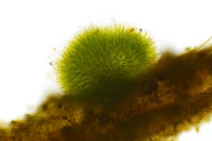 Σφαιρική αποικία του cyanobacteria Gleotrichia, γαλαζοπράσινα άλγη στοκ εικόνα Σφαιρική αποικία του cyanobacteria Gleotrichia, γαλαζοπράσινα άλγη στοκ εικόνα