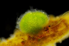 Σφαιρική αποικία του cyanobacteria Gleotrichia, γαλαζοπράσινα άλγη στοκ εικόνα Σφαιρική αποικία του cyanobacteria Gleotrichia, γαλαζοπράσινα άλγη στοκ εικόνα