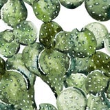 Σχέδιο κάκτων Watercolor Στοκ φωτογραφία με δικαίωμα ελεύθερης χρήσης Σχέδιο κάκτων Watercolor Στοκ φωτογραφία με δικαίωμα ελεύθερης χρήσης