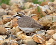 Σχεδιάγραμμα του λίγο Ringed βροχοπουλιού στοκ εικόνες Σχεδιάγραμμα του λίγο Ringed βροχοπουλιού στοκ εικόνες
