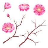 Σύνολο οφθαλμών sakura ή άνθους και κλάδων κερασιών Ιαπωνικά ανθίζοντας λουλούδια απεικόνιση αποθεμάτων Σύνολο οφθαλμών sakura ή άνθους και κλάδων κερασιών Ιαπωνικά ανθίζοντας λουλούδια απεικόνιση αποθεμάτων
