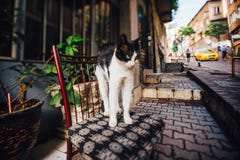 Τέντωμα γατών σε μια καρέκλα στην οδό Τουρκία, τρόπος ζωής στοκ φωτογραφίες με δικαίωμα ελεύθερης χρήσης Τέντωμα γατών σε μια καρέκλα στην οδό Τουρκία, τρόπος ζωής στοκ φωτογραφίες με δικαίωμα ελεύθερης χρήσης
