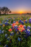 Τέξας wildflower - bluebonnet και ινδικός τομέας πινέλων στο ηλιοβασίλεμα στοκ φωτογραφία με δικαίωμα ελεύθερης χρήσης Τέξας wildflower - bluebonnet και ινδικός τομέας πινέλων στο ηλιοβασίλεμα στοκ φωτογραφία με δικαίωμα ελεύθερης χρήσης