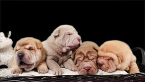 Τέσσερα νεογέννητα κουτάβια σκυλιών της Shar Pei σε ένα καλάθι απόθεμα βίντεο Τέσσερα νεογέννητα κουτάβια σκυλιών της Shar Pei σε ένα καλάθι απόθεμα βίντεο