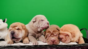 Τέσσερα νεογέννητα κουτάβια σκυλιών της Shar Pei σε μια πράσινη οθόνη καλαθιών απόθεμα βίντεο Τέσσερα νεογέννητα κουτάβια σκυλιών της Shar Pei σε μια πράσινη οθόνη καλαθιών απόθεμα βίντεο