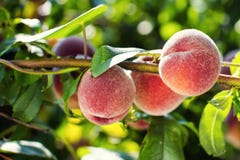 Τα Juicy ροδάκινα κρεμούν σε έναν κλάδο στοκ εικόνα με δικαίωμα ελεύθερης χρήσης Τα Juicy ροδάκινα κρεμούν σε έναν κλάδο στοκ εικόνα με δικαίωμα ελεύθερης χρήσης