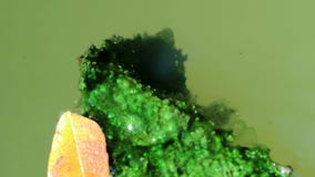 Τα άλγη κάλυψαν τα φύλλα που επιπλέουν στο planktonic νερό Τα άλγη κάλυψαν τα φύλλα που επιπλέουν στο planktonic νερό