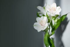 Τα άσπρα λουλούδια alstroemeria με τα πράσινα φύλλα στο γκρίζο υπόβαθρο με το φως και τη σκιά ήλιων κλείνουν επάνω στοκ φωτογραφίες με δικαίωμα ελεύθερης χρήσης Τα άσπρα λουλούδια alstroemeria με τα πράσινα φύλλα στο γκρίζο υπόβαθρο με το φως και τη σκιά ήλιων κλείνουν επάνω στοκ φωτογραφίες με δικαίωμα ελεύθερης χρήσης