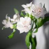 Τα άσπρα λουλούδια alstroemeria με τα πράσινα φύλλα στο γκρίζο υπόβαθρο με το φως και τη σκιά ήλιων κλείνουν επάνω στοκ εικόνα Τα άσπρα λουλούδια alstroemeria με τα πράσινα φύλλα στο γκρίζο υπόβαθρο με το φως και τη σκιά ήλιων κλείνουν επάνω στοκ εικόνα